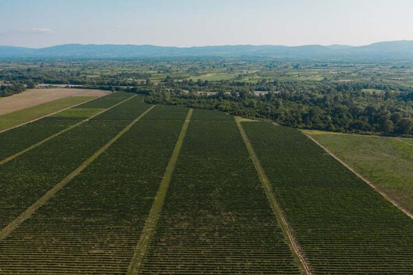 vineyards