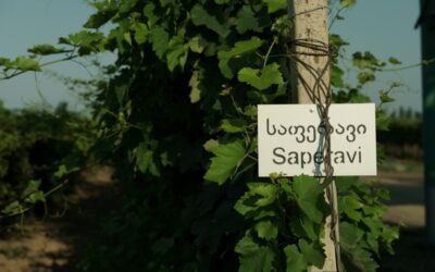 The History of Georgian Winemaking