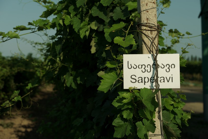The History of Georgian Winemaking