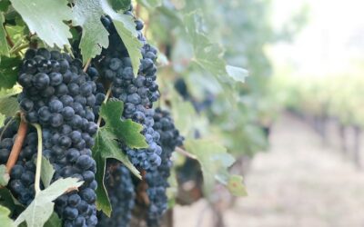 The Difference Between Georgian Grape Varieties and European Grape Varieties: