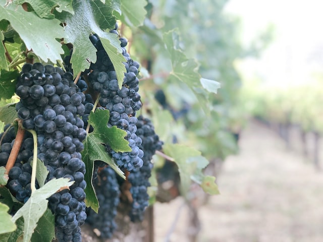 The Difference Between Georgian Grape Varieties and European Grape Varieties: